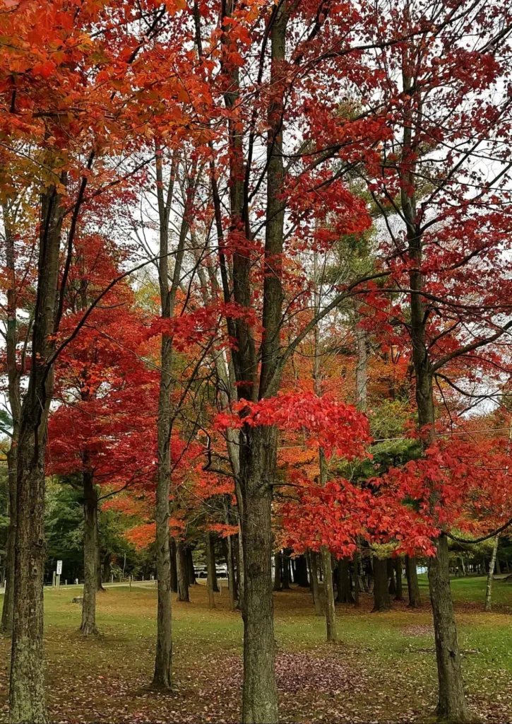 Autumn trees with vibrant red leaves in Lexington Park.