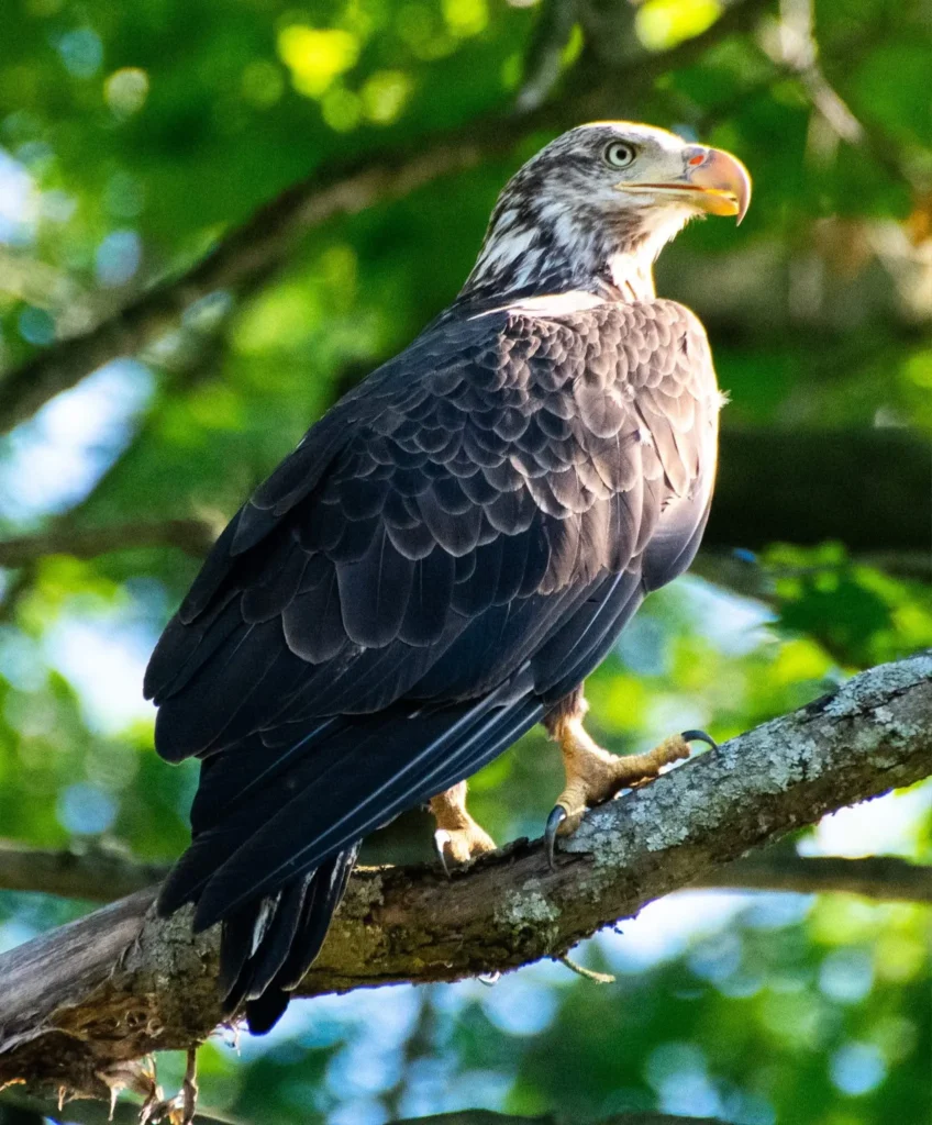 Juvenile bald eagle perched on a tree branch with blurred green foliage in background at Evergreen Park