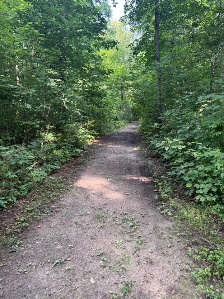 A dirt path through a lush, green forest.