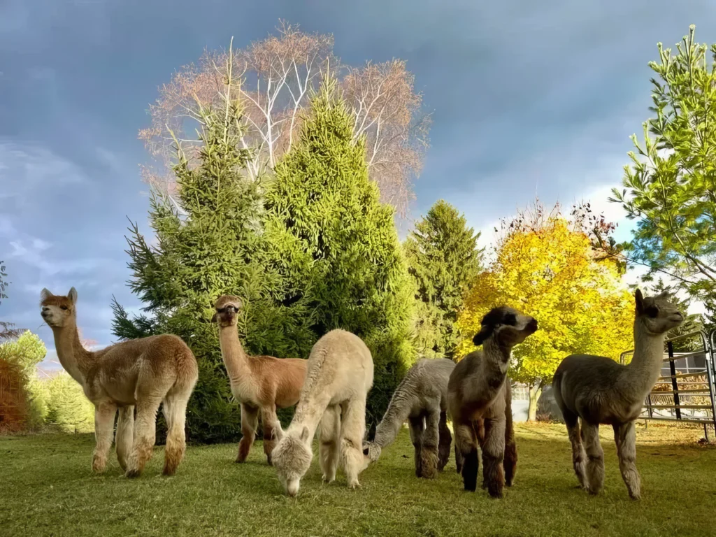 A group of alpacas standing on grass with trees and a cloudy sky in the background.