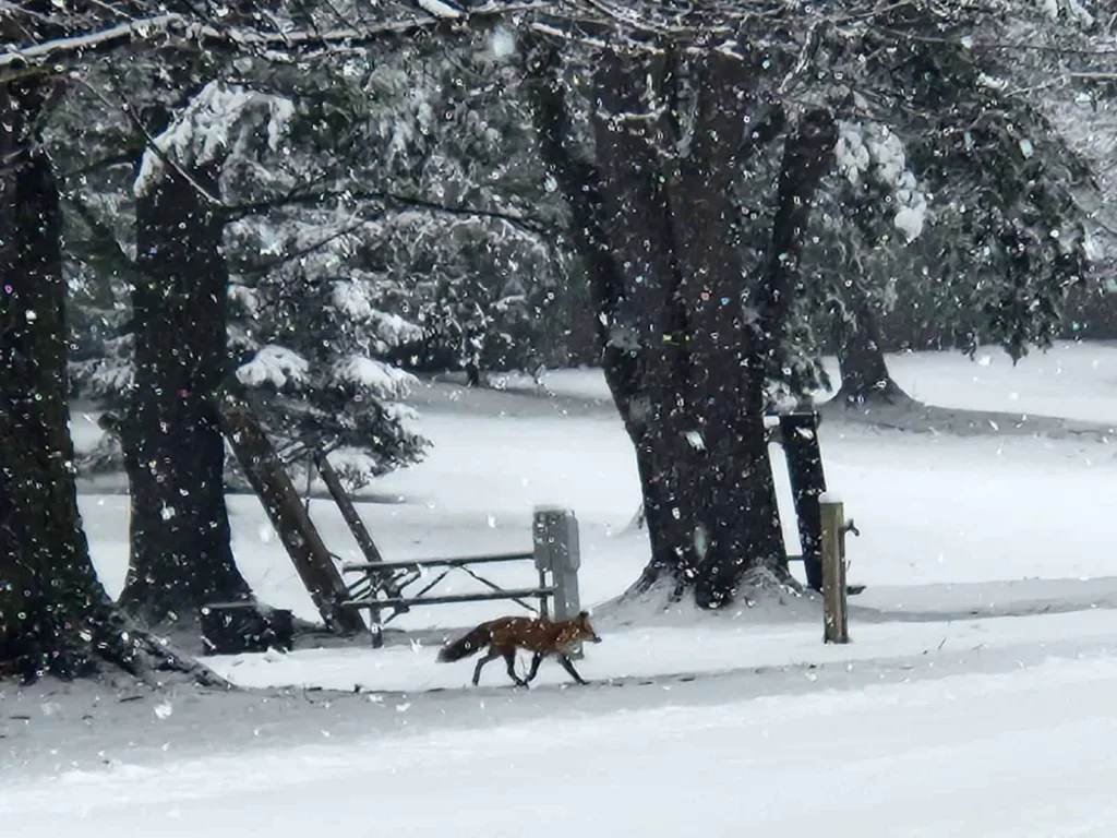 A fox walking through a snowy forest with snowflakes falling at Lexington Park.